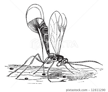 Ichneumon wasp or Ichneumon vintage engraving Ichneumon wasp or Ichneumon vintage engraving 12811290