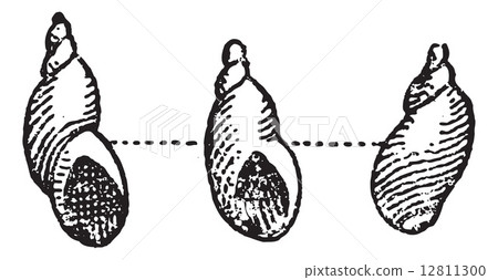 Amber Snail or Succinea sp., vintage engraving Amber Snail or Succinea sp., vintage engraving 12811300