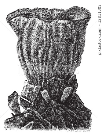 Sponge, vintage engraved illustration Sponge, vintage engraved illustration 12811305
