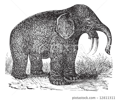 Dinotherium or Hoe Tusker or Dinotherium giganteum, vintage engr Dinotherium or Hoe Tusker or Dinotherium giganteum, vintage engr 12811311