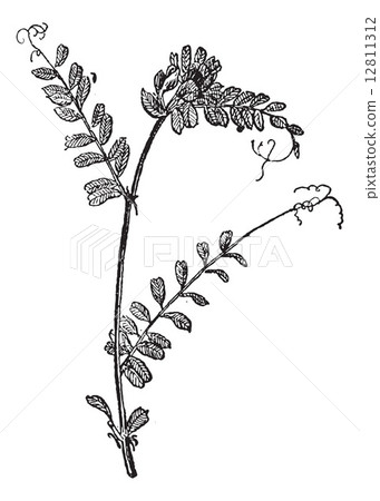 Common Vetch or Vicia sativa, vintage engraving 12811312