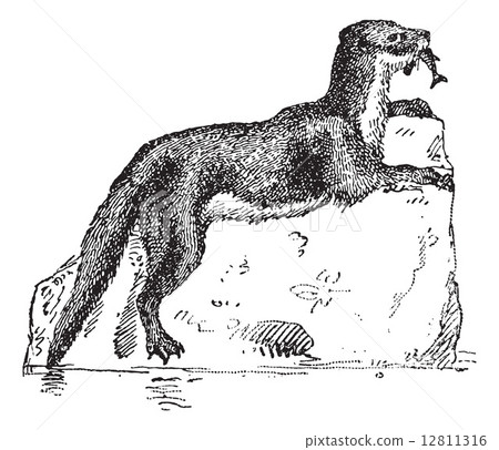 Eurasian Otter or Lutra lutra, vintage engraving Eurasian Otter or Lutra lutra, vintage engraving 12811316