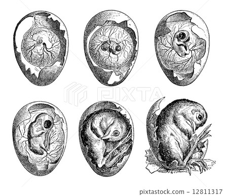Development of a Chicken Egg, vintage engraving Development of a Chicken Egg, vintage engraving 12811317