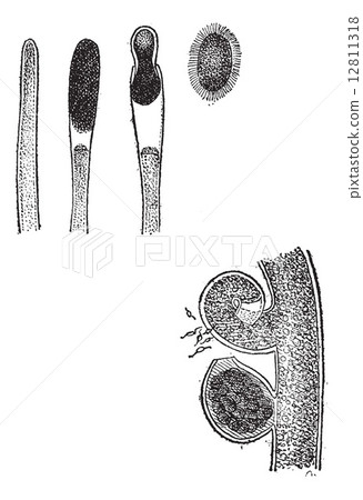 Vaucherie fig 1. formation of the spore. fig 2. formation of the Vaucherie fig 1. formation of the spore. fig 2. formation of the 12811318