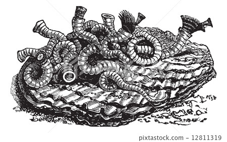 Serpula contortiplicata vintage engraving Serpula contortiplicata vintage engraving 12811319