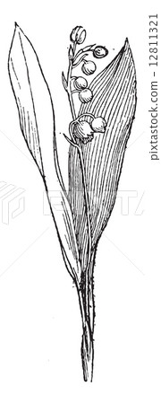 Lily of the Valley or Convallaria majalis, vintage engraving Lily of the Valley or Convallaria majalis, vintage engraving 12811321