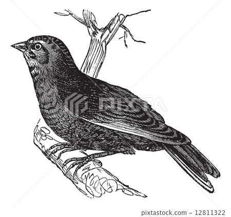 Linnet (Carduelis cannabina, vintage engraving 12811322
