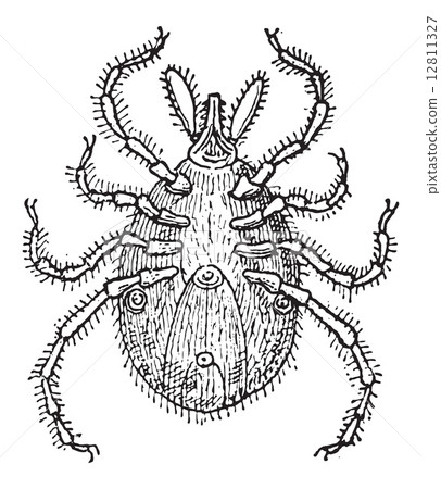 Tick, vintage engraving 12811327
