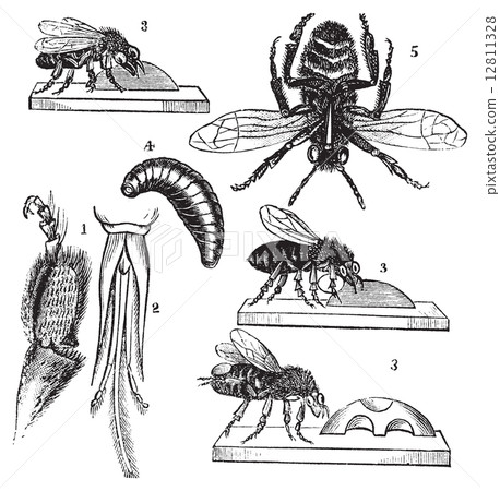 Worker bee transformation vintage illutration Worker bee transformation vintage illutration 12811328