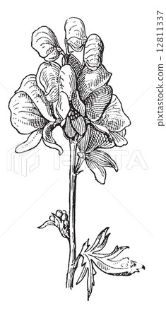 Aconite or Aconitum sp., vintage engraving 12811337