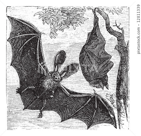 Brown long-eared bat or common long-eared bat, Plecotus auritus, Brown long-eared bat or common long-eared bat, Plecotus auritus, 12811339