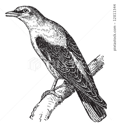 Golden Oriole or Oriolus oriolus, vintage engraving 12811344