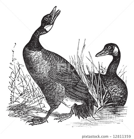 Canadian Goose (Bernicla Canadensis) vintage engraving 12811359