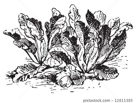 Lepidium latifolium, vintage engraving. 12811385