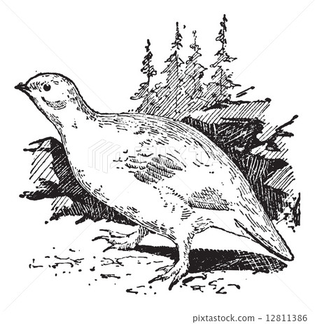 Ptarmigan bird, vintage engraving. 12811386