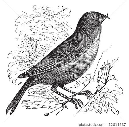 The Common Crossbill or Loxia curvirostra. Vintage engraving. 12811387