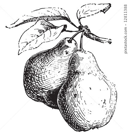 Pear, vintage engraving. 12811388