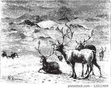 Reindeers, vintage engraving. Reindeers, vintage engraving. 12811404