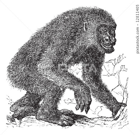 Gorilla vintage engraving Gorilla vintage engraving 12811405