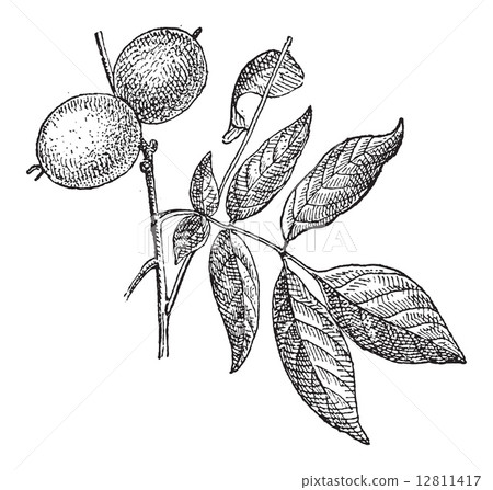Walnut or Juglans regia, vintage engraving 12811417