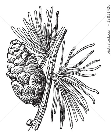 Tamarack Larch or Larix laricina, vintage engraving 12811426