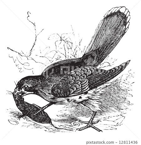 Falcon or Falco sp. vintage engraving Falcon or Falco sp. vintage engraving 12811436