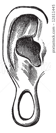 Ear of Manco Capac vintage engraving 12811445