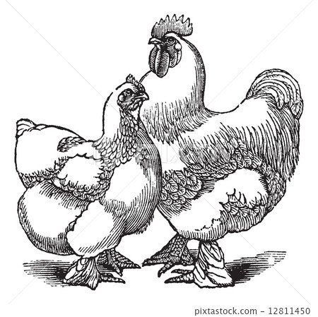 Hen and rooster of Cochin or Cochin China (chicken) vintage engr 12811450