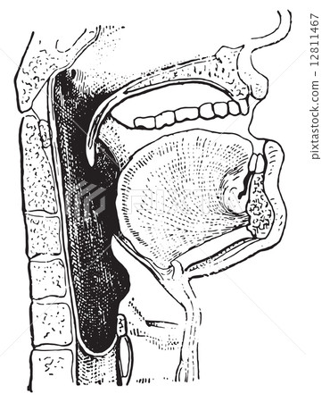 Pharynx, vintage engraving. 12811467