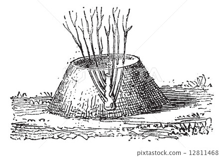 Clumped Ground Layering, vintage engraving Clumped Ground Layering, vintage engraving 12811468