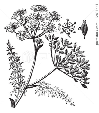 Caraway or Carum carvi vintage engraving 12811481