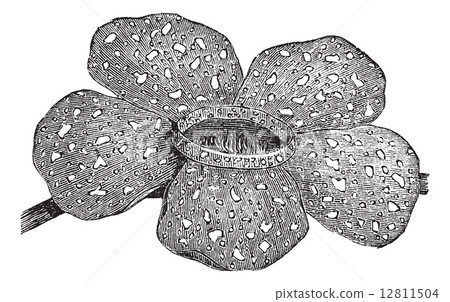 Rafflesia arnoldii or Rafflesia titan vintage engraving 12811504
