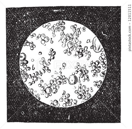 Stock Illustration: Fresh butter under microscope vintage engraving