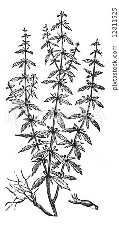 Hedeoma pulegioides (American Pennyroyal, or American False Penn 12811525