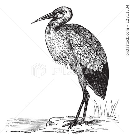 White Stork or Ciconia ciconia vintage engraving White Stork or Ciconia ciconia vintage engraving 12811534