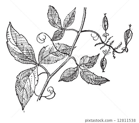 Urvillea or Urvillea sp., vintage engraving Urvillea or Urvillea sp., vintage engraving 12811538
