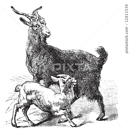 Domestic Goat vintage engraving Domestic Goat vintage engraving 12811539