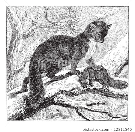 European Pine Marten or Martes martes, vintage engraving European Pine Marten or Martes martes, vintage engraving 12811540