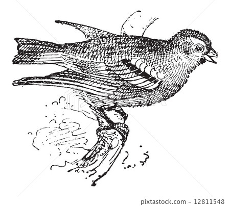 Pine Siskin or Carduelis pinus, vintage engraving 12811548