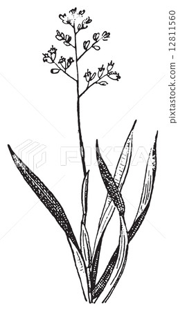 Phormium, vintage engraving. 12811560