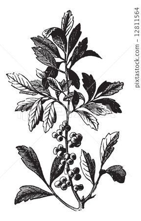 Southern Wax Myrtle or Southern Bayberry or Candleberry or Tallo Southern Wax Myrtle or Southern Bayberry or Candleberry or Tallo 12811564
