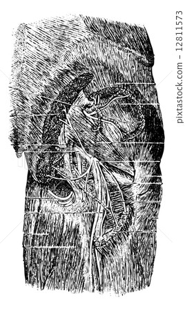 Muscles, Vessels and Nerves of the Posterior Region of the Butt Muscles, Vessels and Nerves of the Posterior Region of the Butt 12811573