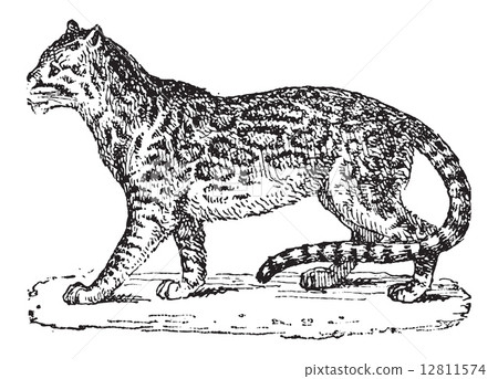 Ocelot or Dwarf Leopard or Leopardus pardalis, vintage engraving 12811574