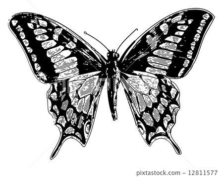 Old world swallowtail or papilio machaon 12811577