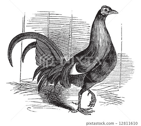 Gamecock or Game Rooster or Game Cockerel or Gallus gallus 12811610