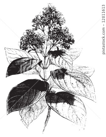 Cinchona condaminea (flower), vintage engraving 12811613