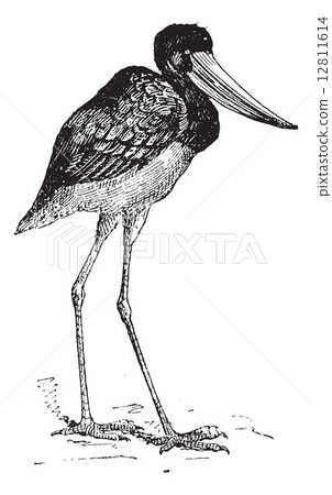 Jabiru of Senegal, vintage engraving. Jabiru of Senegal, vintage engraving. 12811614