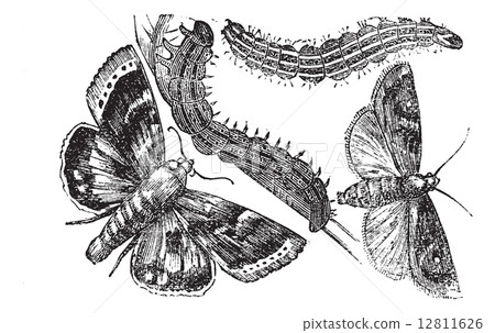 Owlet moth or Noctuidae vintage engraving 12811626