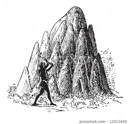 Mound or Termitaria, of Termite or Termitoidae, vintage engravin Mound or Termitaria, of Termite or Termitoidae, vintage engravin 12811648