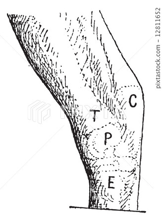 Hock or gambrel, left of the horse, vintage engraving. Hock or gambrel, left of the horse, vintage engraving. 12811652